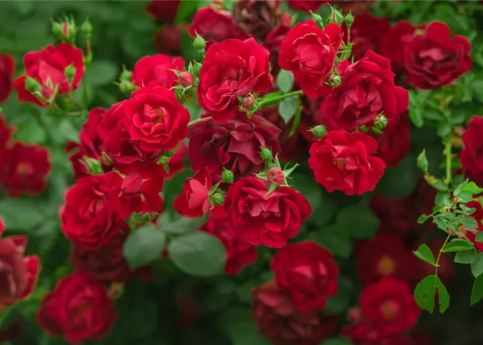 Rosen