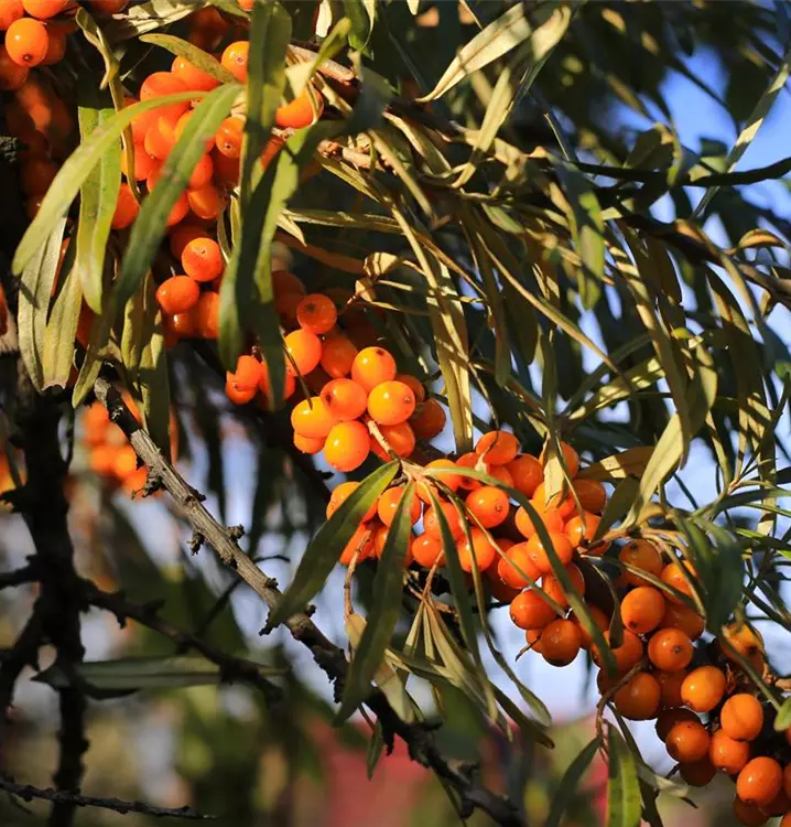 Hippophae rhamnoides