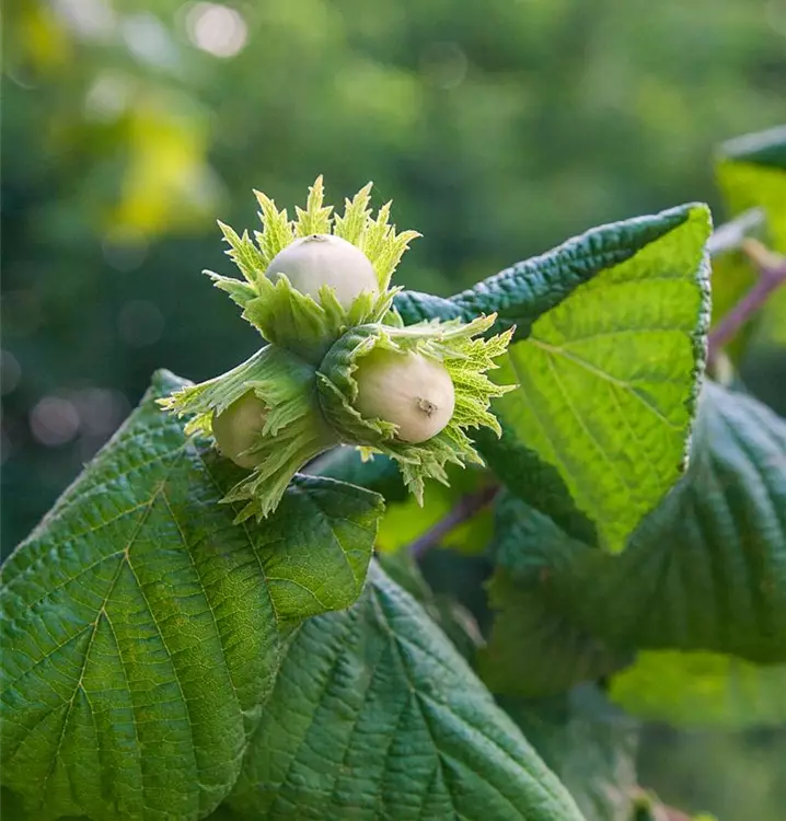Corylus avellana