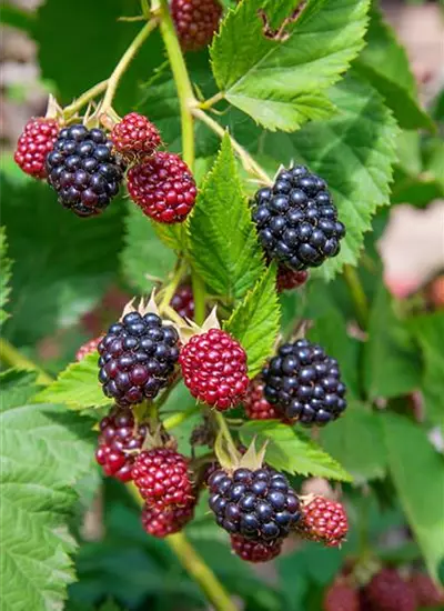 Stachellose Brombeere