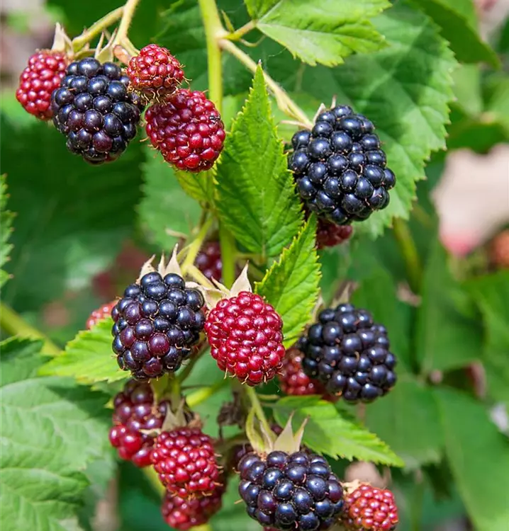 Rubus frut.'Dirksen Thornless' 