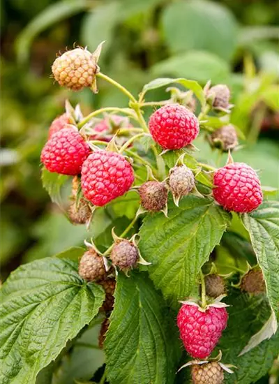 Herbst-Himbeere