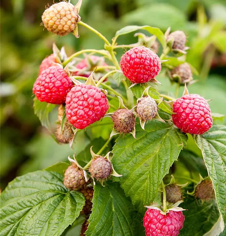 Rubus id.'Autumn Chef'