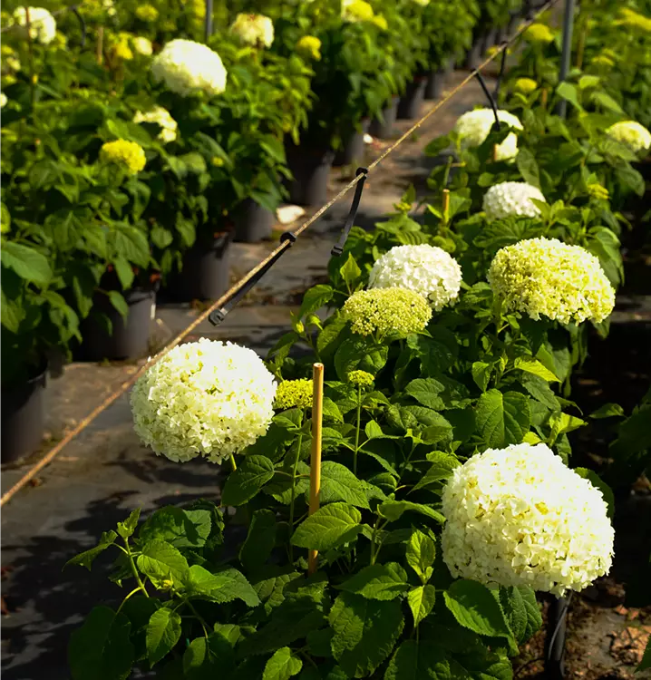 Hydrangea arborescens 'Annabelle'