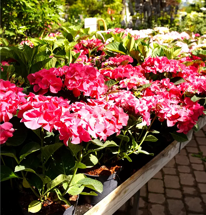 Hydrangea macrophylla 'Frisbee Hot Pink' (R)
