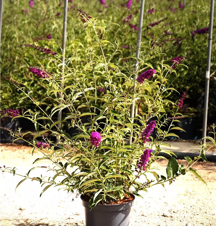 Buddleja davidii in verschiedenen Sorten