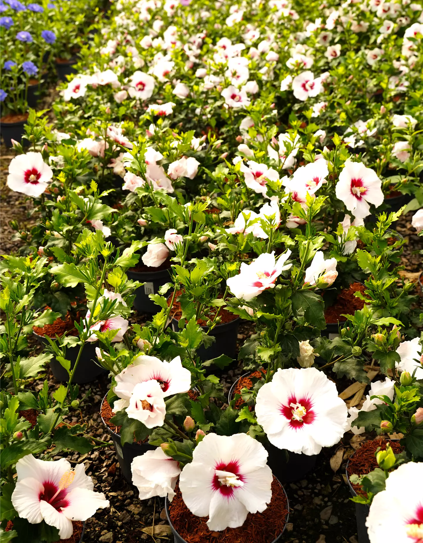 Sommerhibiscus 