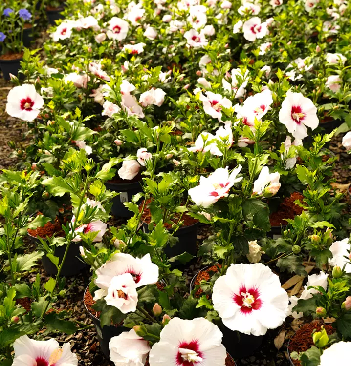 Hibiskus in verschiedenen Sorten und Farben