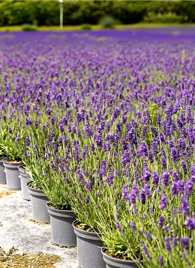 Lavendel 'Hidcote Blue'