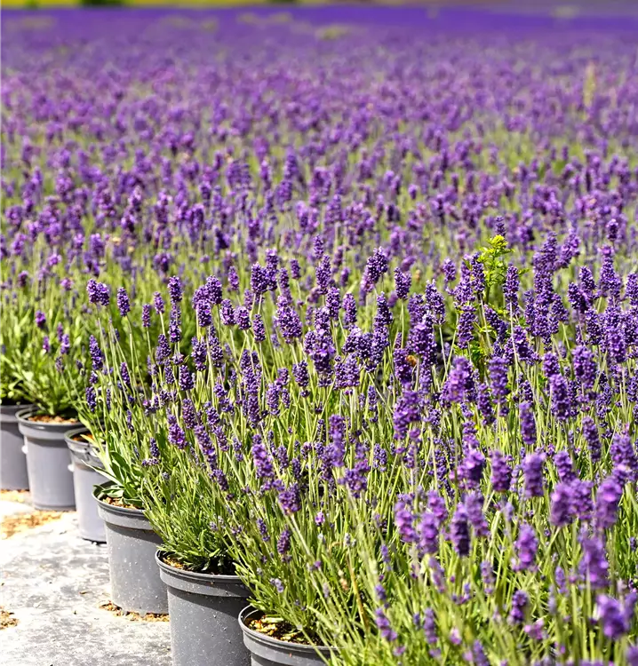 Lavandula ang. 'Hidcote Blue'