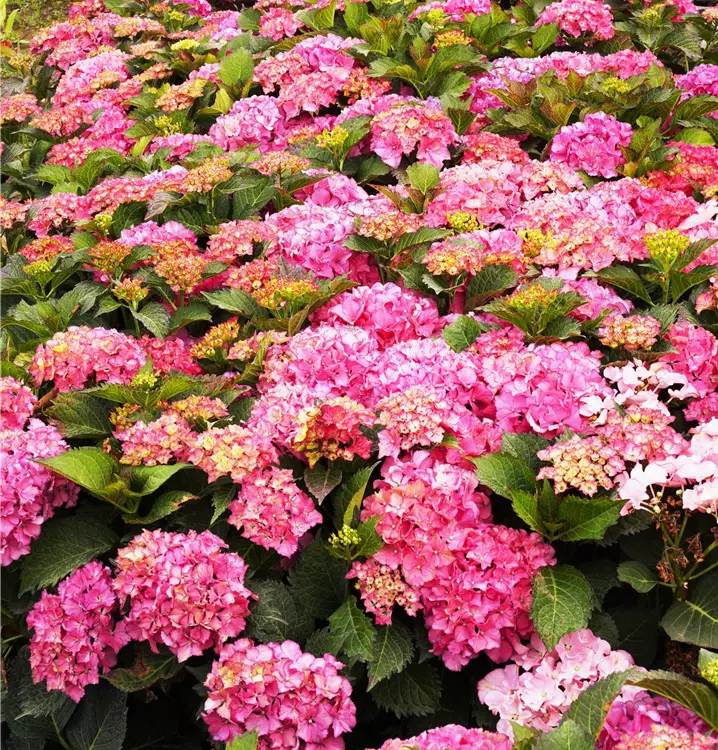 Hydrangea macrophylla 'Schöne Bautznerin'