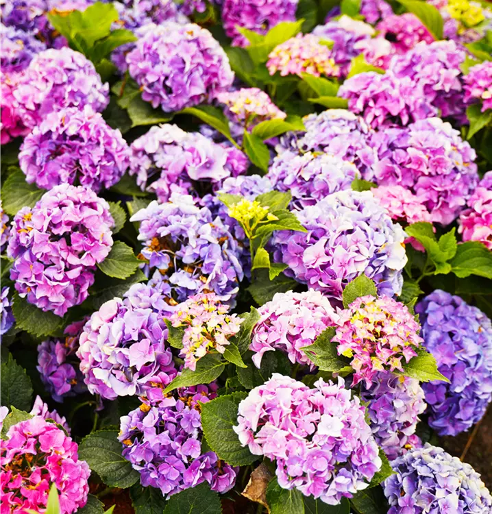 Hydrangea macrophylla 'Marine'