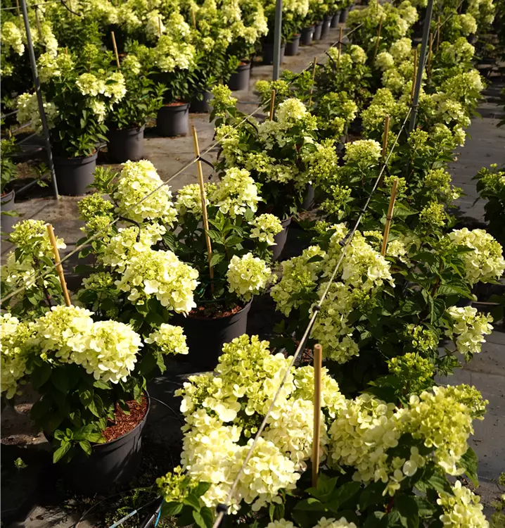 Hydrangea paniculata 'Diamant Rouge'