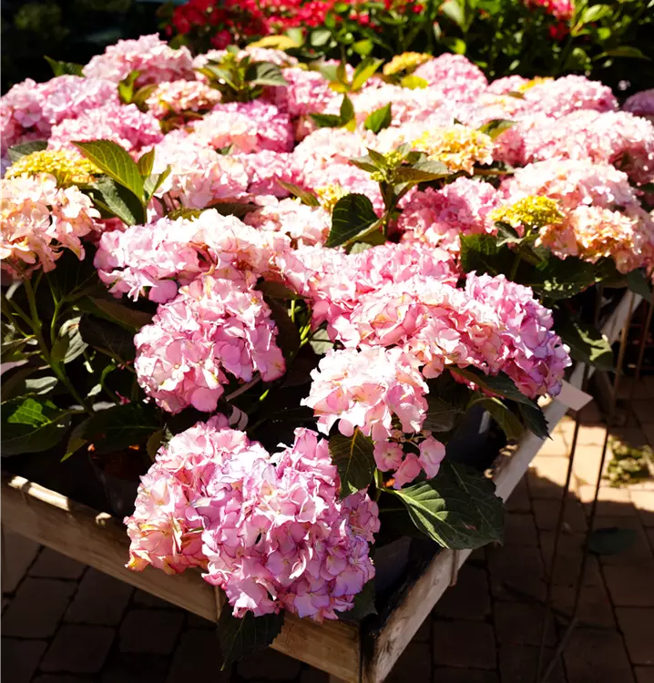 Hydrangea macrophylla 'Adula'