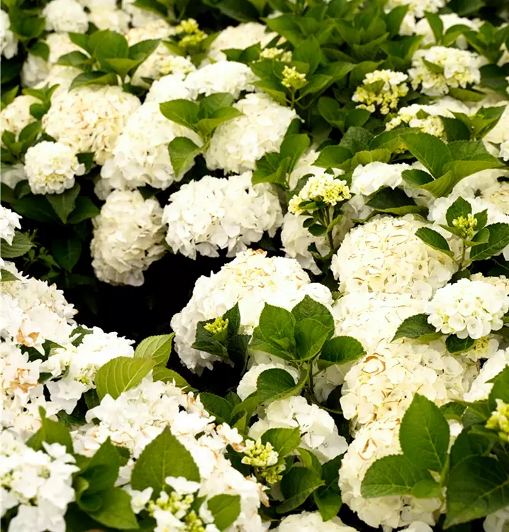 Hydrangea macrophylla Saxon ® 'Bright White'