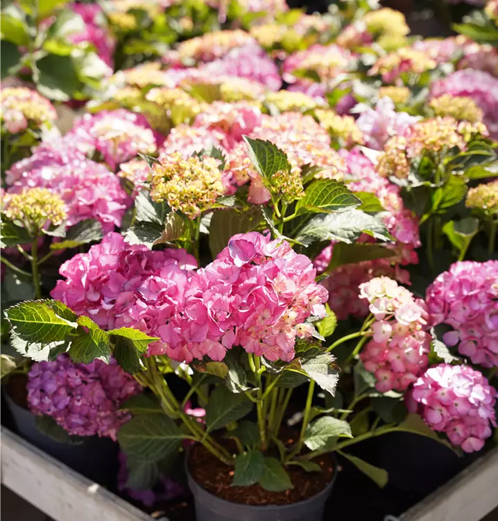 Hydrangea macrophylla 'Baladia Purple' 