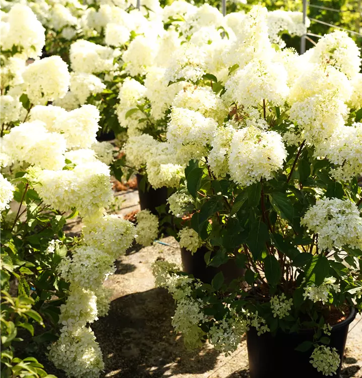 Hydrangea paniculata 'Phantom'