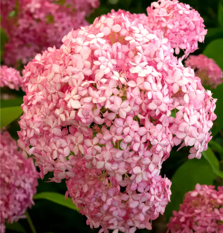 Hydrangea arboscens 'Pink Annabelle' (R)