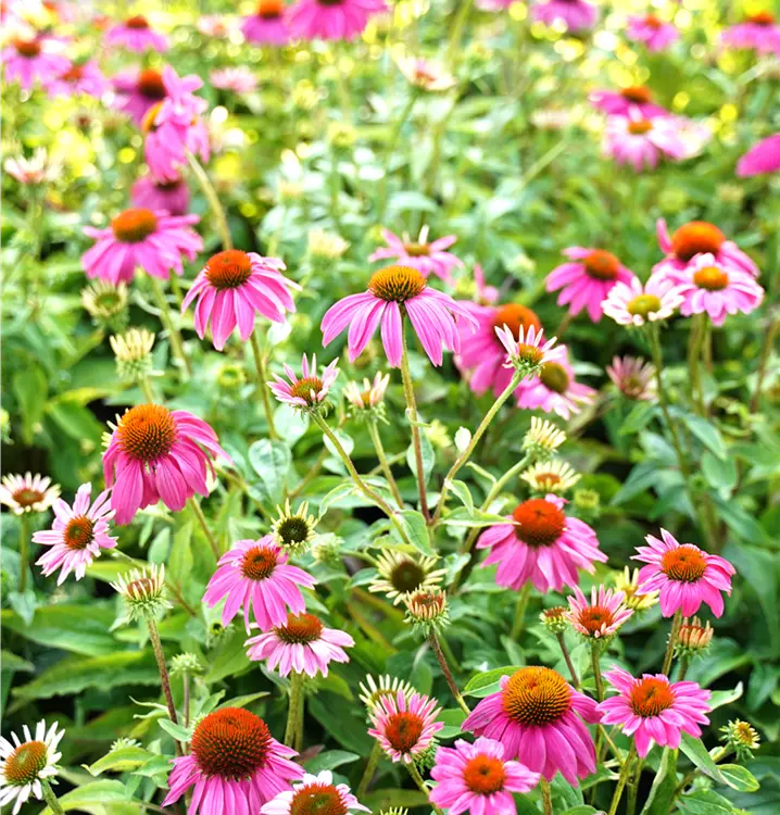 Echinacea purpurea 'Magnus'