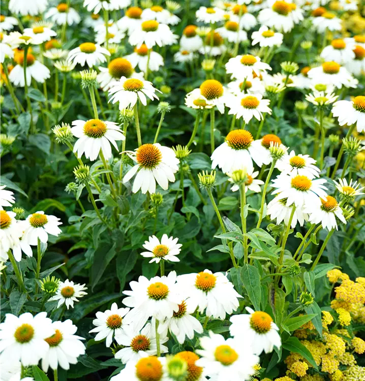 Echinacea purpurea 'PowWow White' 