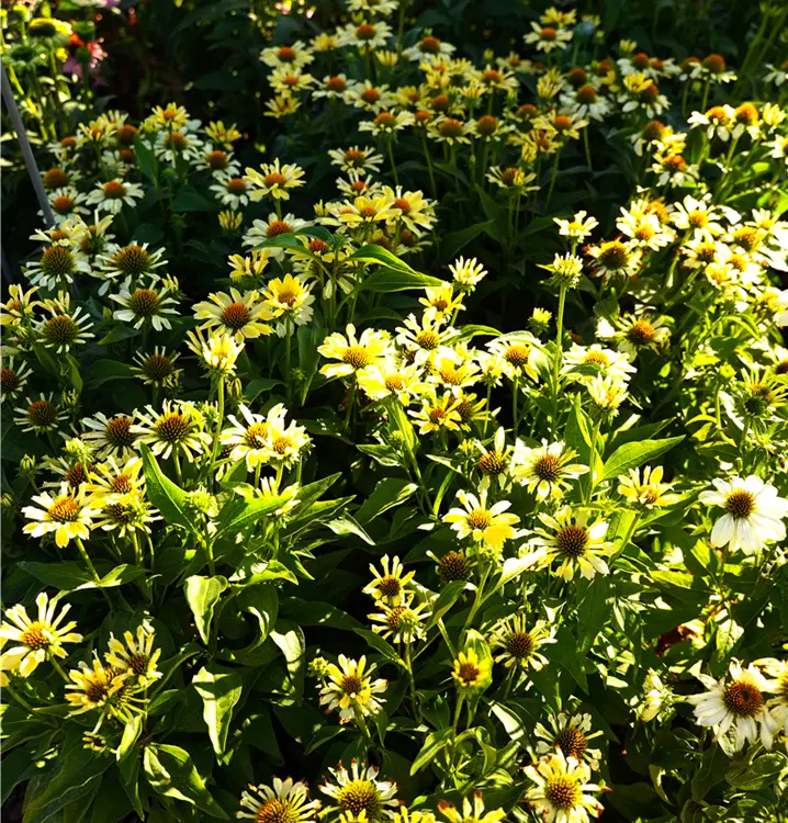 Echinacea purpurea 'Sunrise' 