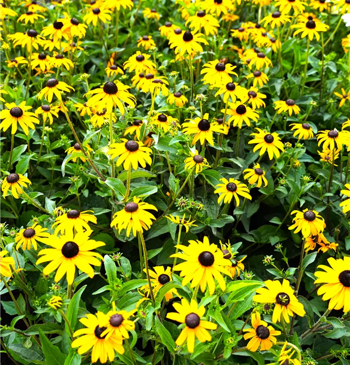 Rudbeckia fulgida 'Goldsturm'