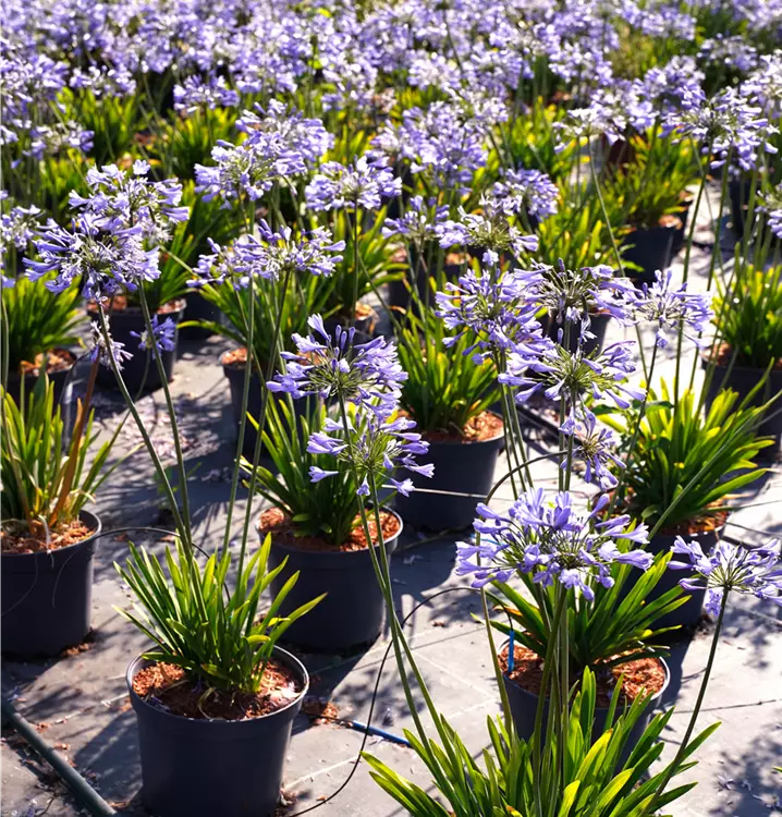 Agapanthus africanus
