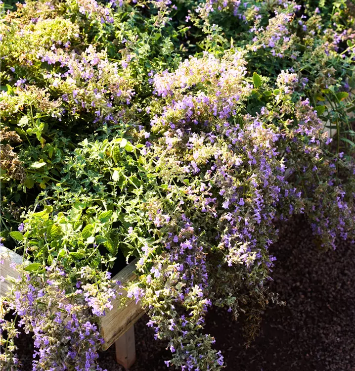 Nepeta x faassenii 'Junior Walker' -R-