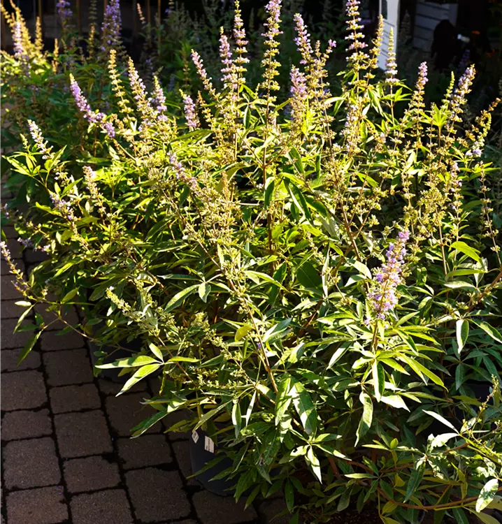Vitex agnus-castus