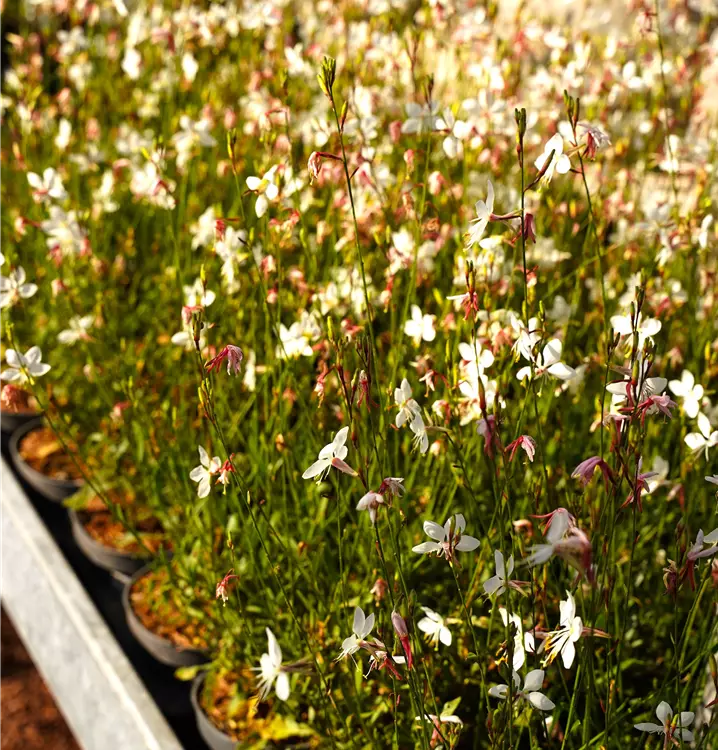 Gaura lindheimeri 'Gaudi Medium White'