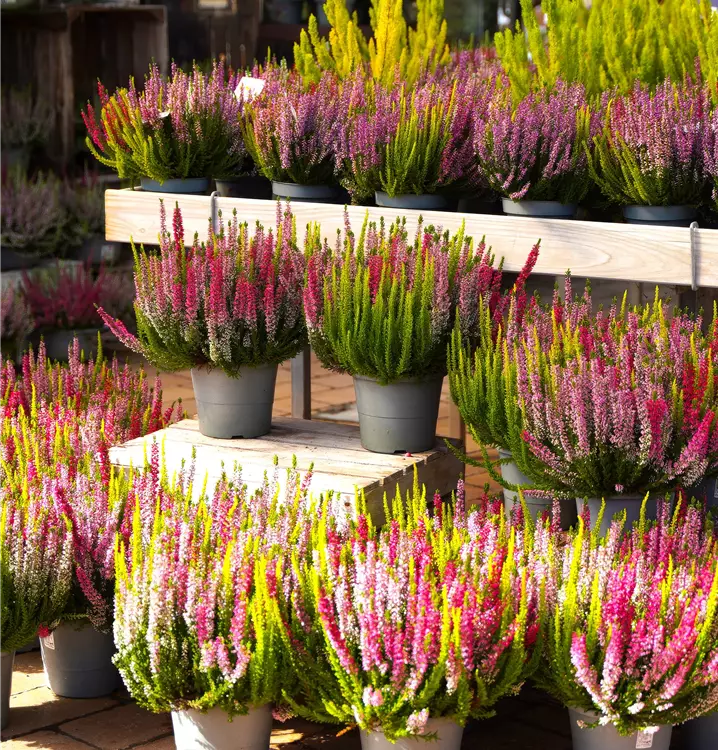 Calluna vulgaris