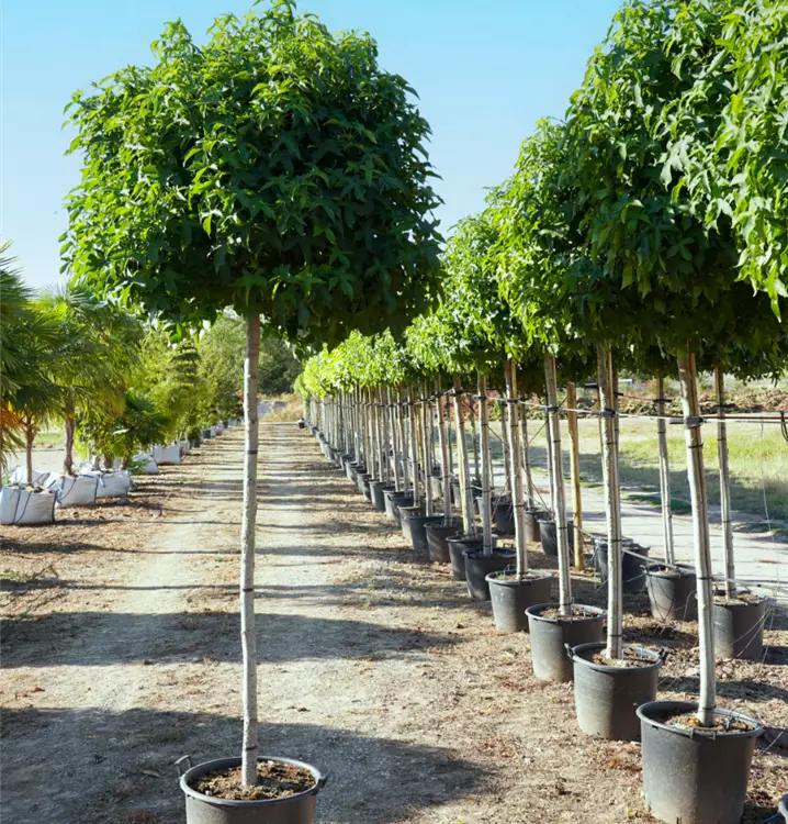 Liquidambar styraciflua 'Gumball'