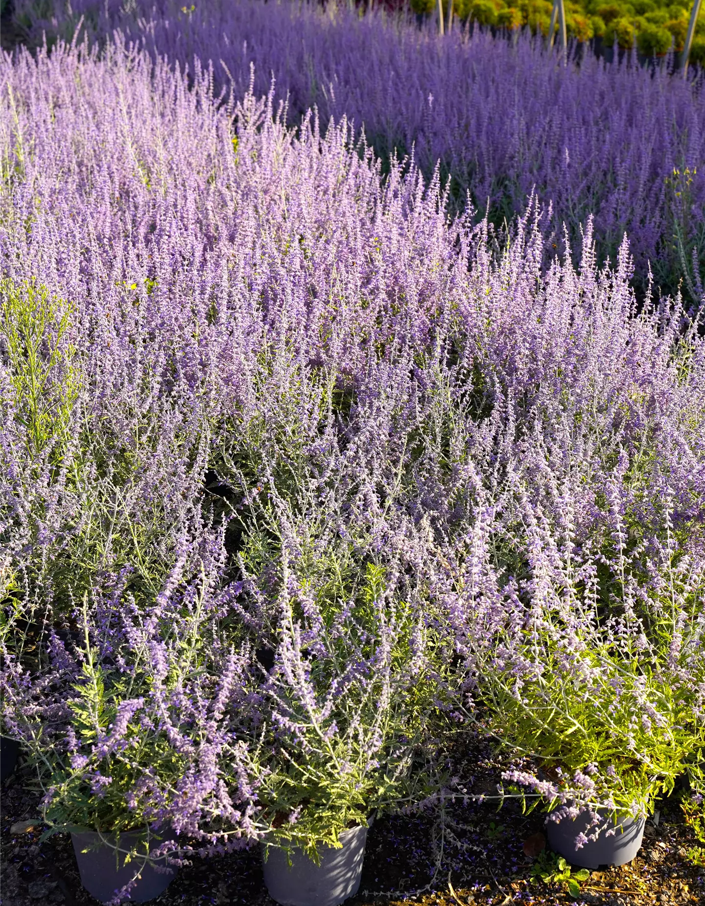 Perovskia