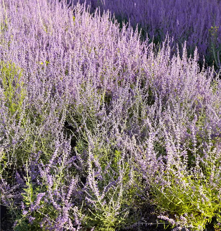 Perovskia atriplicifolia