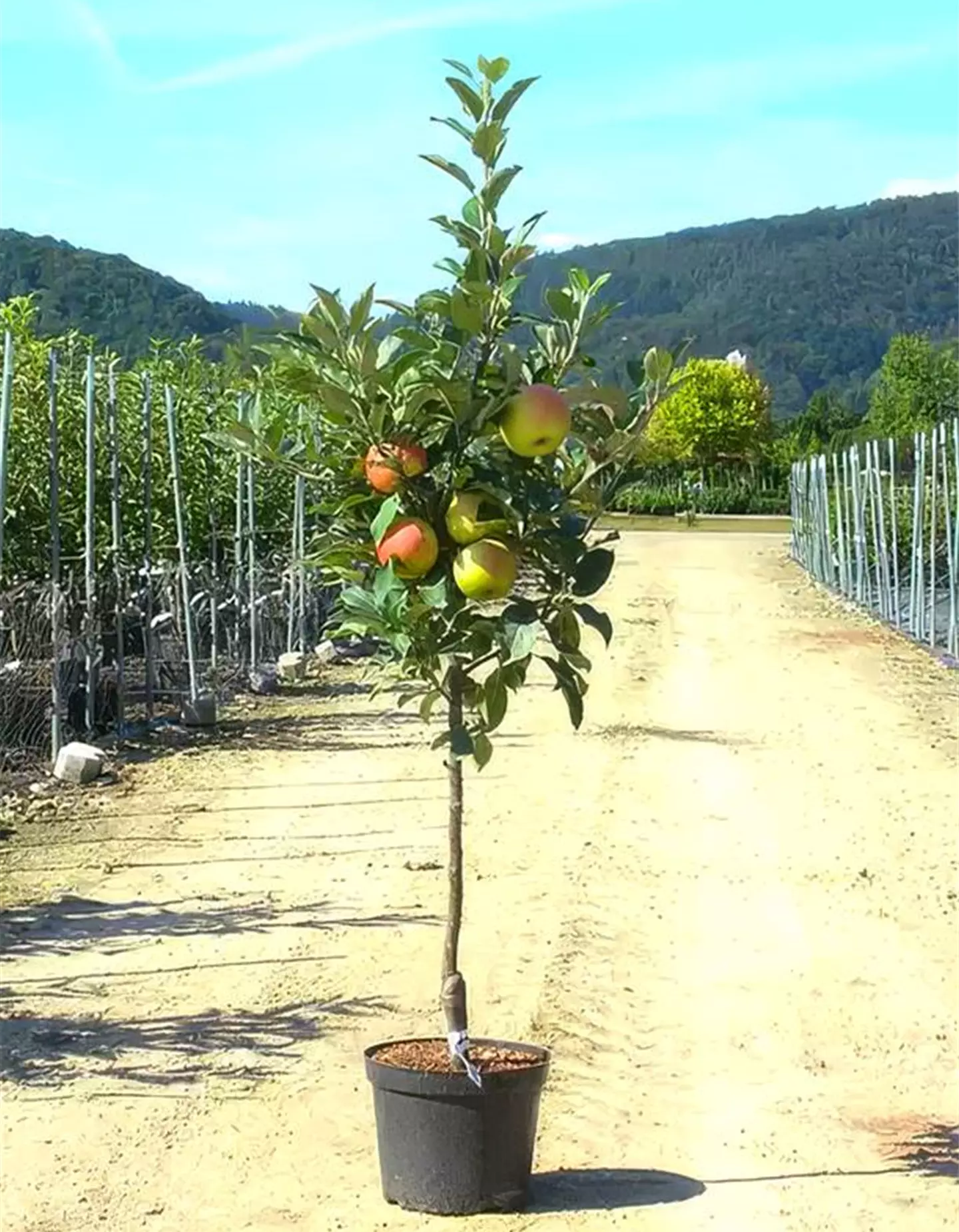 Apfel verschiedene Sorten