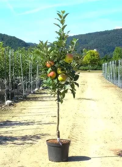 Apfel verschiedene Sorten