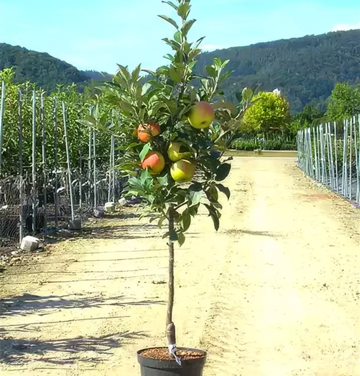 Malus