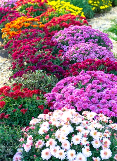 Chrysanthemen Büsche