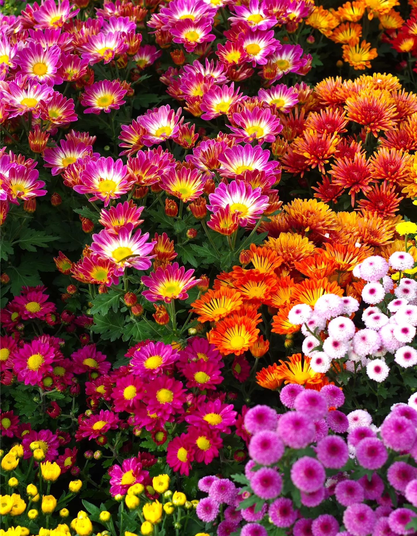 Chrysanthemen