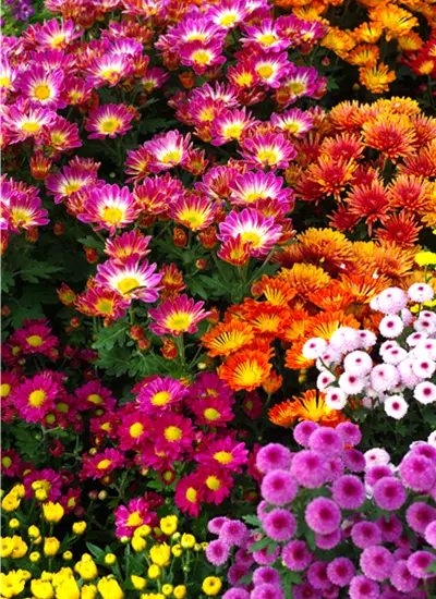 Chrysanthemen