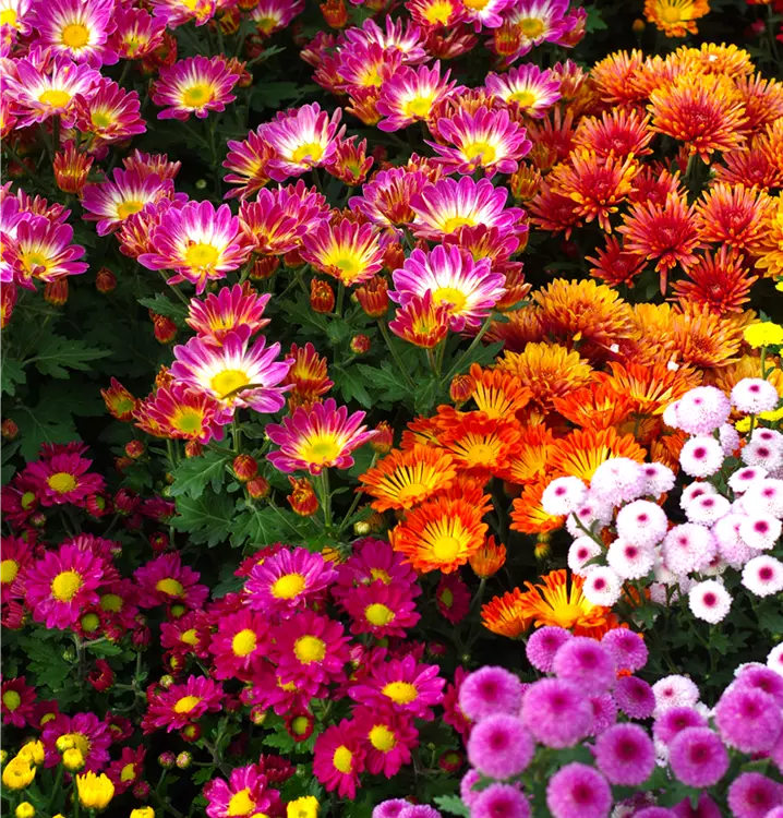 Chrysanthemen