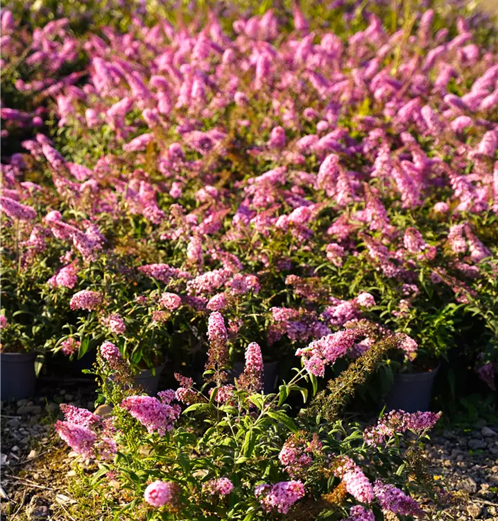 Buddleja davidii in verschiedenen Sorten