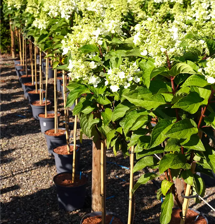 Hydrangea paniculata 'Pinky Winky'