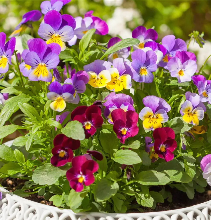Viola cornuta