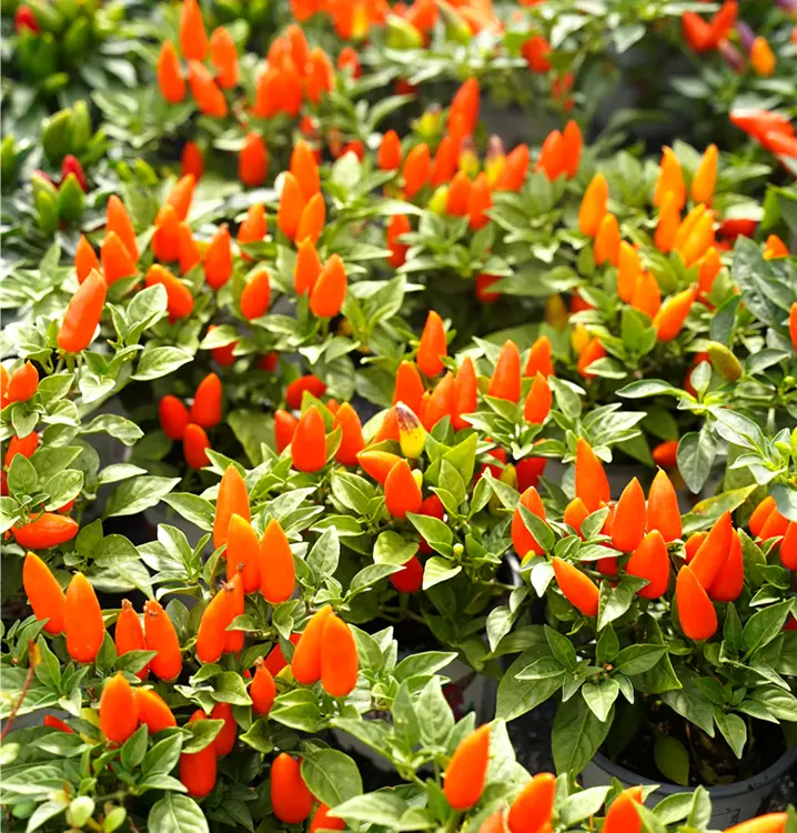 Capsicum annuum