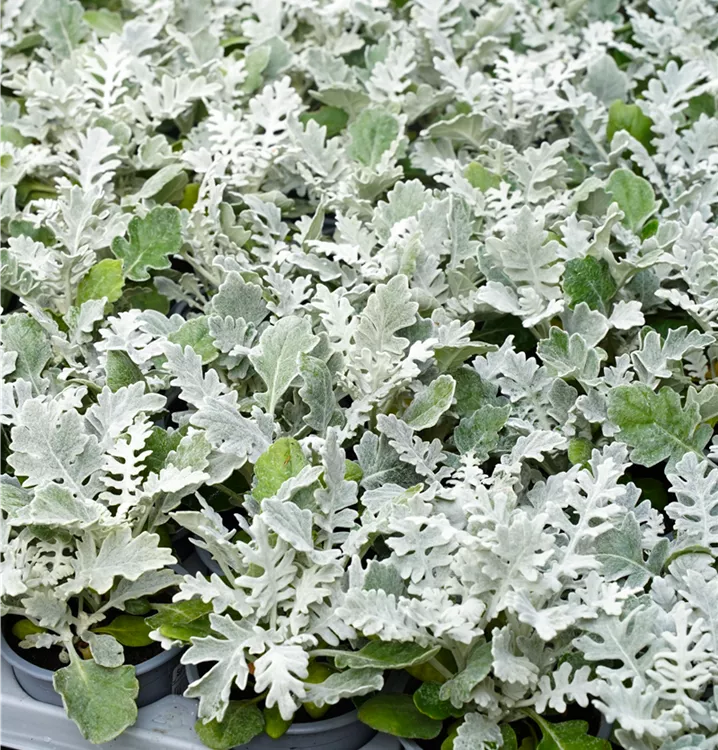 Senecio cineraria