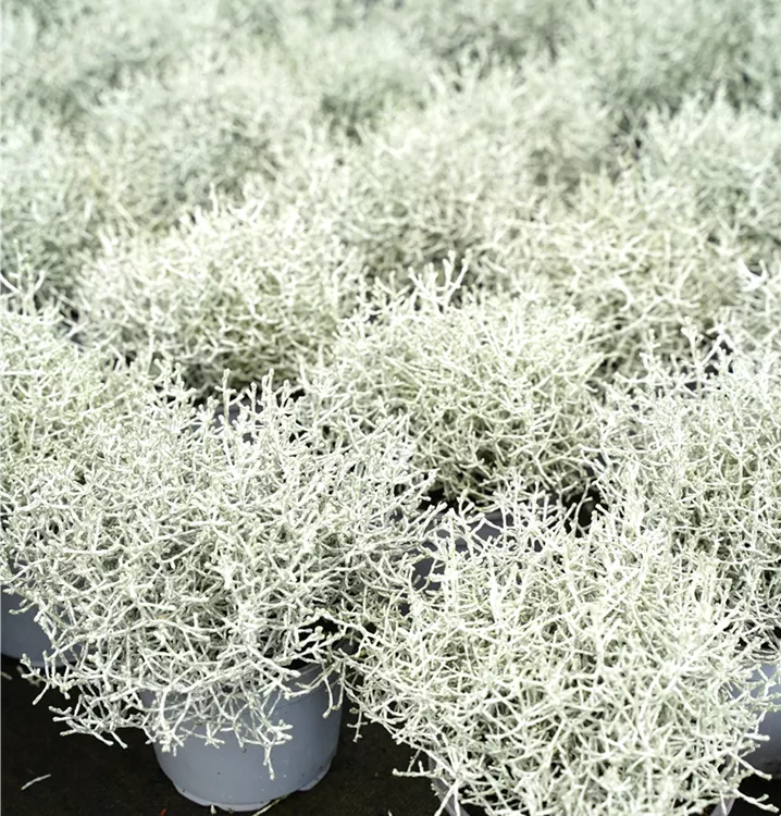 Calocephalus brownii