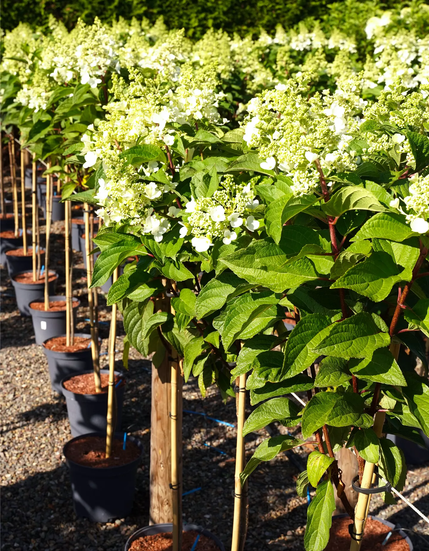 Rispenhortensie 'Pinky Winky'