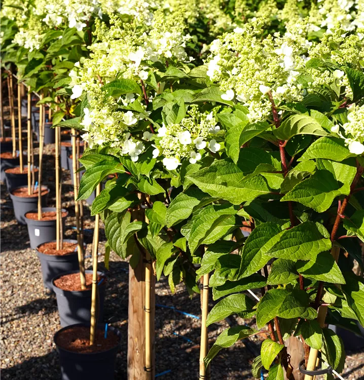 Hydrangea paniculata 'Pinky Winky'