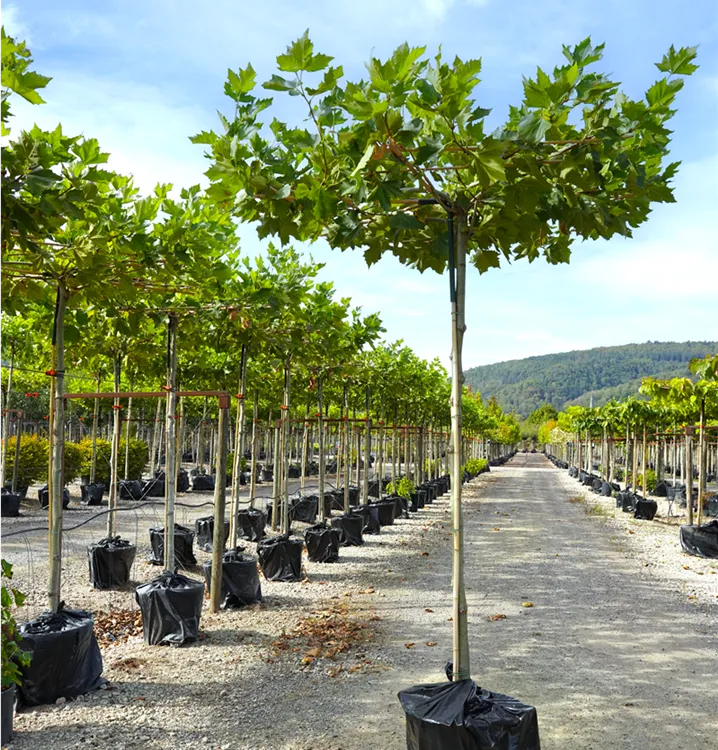 Platanus hispanica